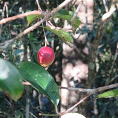Syzygium maraca at Syndicate, QLD - 17 Nov 2014 05:06 PM