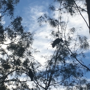 Calyptorhynchus lathami lathami by JenniferS