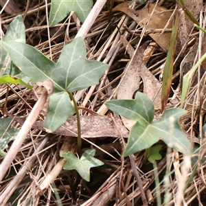 Hedera helix (Ivy) at O'Connor, ACT - 10 Mar 2025 by ConBoekel
