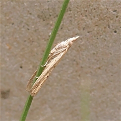Unverified Moth (Lepidoptera) at O'Connor, ACT - 10 Mar 2025 by ConBoekel