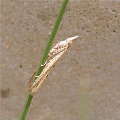 Unverified Moth (Lepidoptera) at O'Connor, ACT - 10 Mar 2025 by ConBoekel