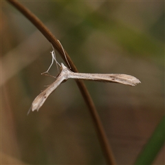Unverified Moth (Lepidoptera) at O'Connor, ACT - 10 Mar 2025 by ConBoekel