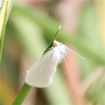 Unverified Moth (Lepidoptera) at O'Connor, ACT - 10 Mar 2025 by ConBoekel