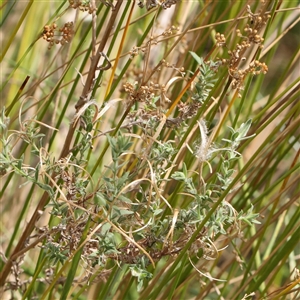 Epilobium hirtigerum (Hairy Willowherb) at O'Connor, ACT - 10 Mar 2025 by ConBoekel