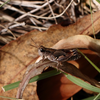 Unverified Grasshopper (several families) at O'Connor, ACT - 10 Mar 2025 by ConBoekel