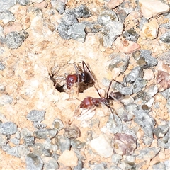 Iridomyrmex purpureus (Meat Ant) at O'Connor, ACT - 10 Mar 2025 by ConBoekel