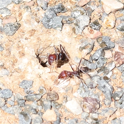 Iridomyrmex purpureus (Meat Ant) at O'Connor, ACT - 10 Mar 2025 by ConBoekel
