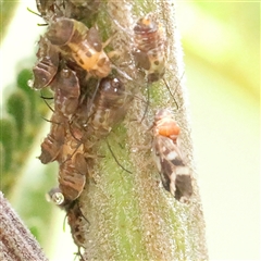 Unverified Leafhopper or planthopper (Hemiptera, several families) at O'Connor, ACT - 10 Mar 2025 by ConBoekel