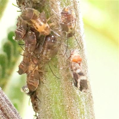 Unverified Leafhopper or planthopper (Hemiptera, several families) at O'Connor, ACT - 10 Mar 2025 by ConBoekel