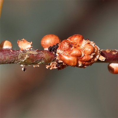 Unverified Unidentified Insect Gall at O'Connor, ACT - 10 Mar 2025 by ConBoekel
