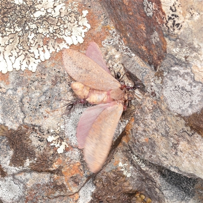 Unverified Moth (Lepidoptera) at Lake George, NSW - 11 Mar 2025 by ConBoekel