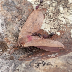 Oxycanus rufescens at Lake George, NSW - 11 Mar 2025 12:02 PM