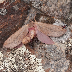Oxycanus rufescens at Lake George, NSW - 11 Mar 2025 12:02 PM