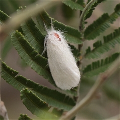 Unverified Moth (Lepidoptera) at Lake George, NSW - 11 Mar 2025 by ConBoekel