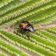 Unverified True bug (Hemiptera, Heteroptera) at Lake George, NSW - 11 Mar 2025 by ConBoekel
