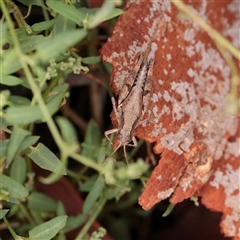 Unverified Grasshopper (several families) at Lake George, NSW - 11 Mar 2025 by ConBoekel