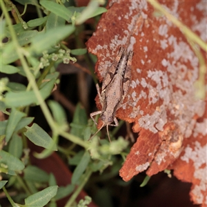 Unverified Grasshopper (several families) at Lake George, NSW - 11 Mar 2025 by ConBoekel