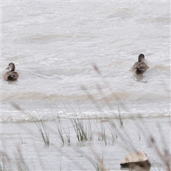 Anas gracilis at Lake George, NSW - 11 Mar 2025 by ConBoekel