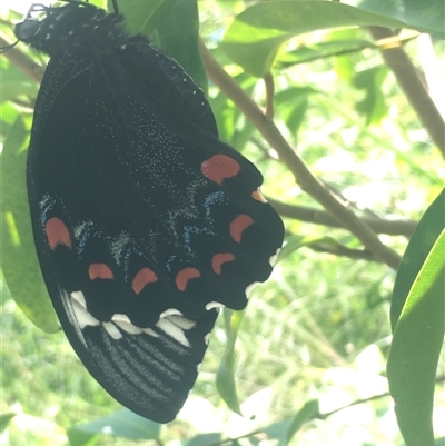 Papilio aegeus (Orchard Swallowtail, Large Citrus Butterfly) at Mount George, NSW - 1 Apr 2020 by JenniferS
