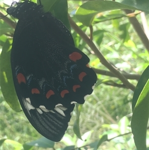 Papilio aegeus at Mount George, NSW - suppressed