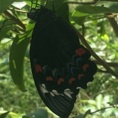 Papilio aegeus at Mount George, NSW - suppressed