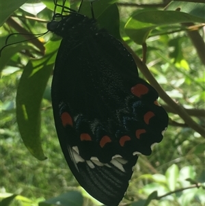 Papilio aegeus at Mount George, NSW - suppressed