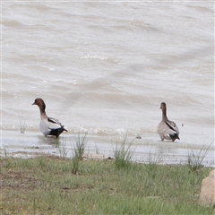 Chenonetta jubata (Australian Wood Duck) at Lake George, NSW - 11 Mar 2025 by ConBoekel