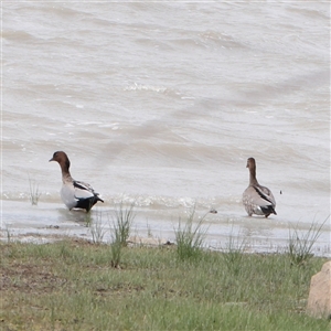 Chenonetta jubata (Australian Wood Duck) at Lake George, NSW - 11 Mar 2025 by ConBoekel