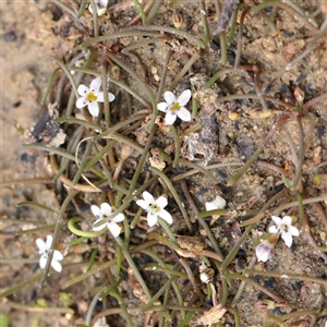 Unverified Daisy at Lake George, NSW - 11 Mar 2025 by ConBoekel