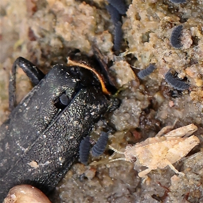 Unverified Grasshopper (several families) at Lake George, NSW - 11 Mar 2025 by ConBoekel