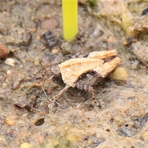 Unverified Grasshopper (several families) at Lake George, NSW - 11 Mar 2025 by ConBoekel
