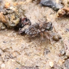 Unverified True bug (Hemiptera, Heteroptera) at Lake George, NSW - 11 Mar 2025 by ConBoekel