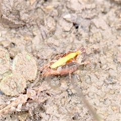 Unverified Grasshopper (several families) at Lake George, NSW - 11 Mar 2025 by ConBoekel