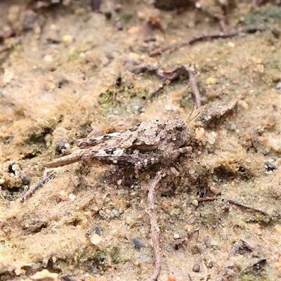 Unverified Grasshopper (several families) at Lake George, NSW - 11 Mar 2025 by ConBoekel