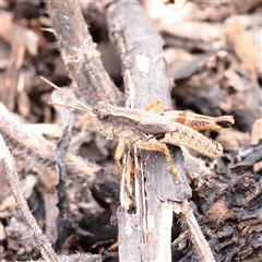 Unverified Grasshopper (several families) at Lake George, NSW - 11 Mar 2025 by ConBoekel