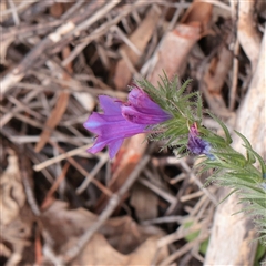 Echium plantagineum (Paterson's Curse) at Lake George, NSW - 11 Mar 2025 by ConBoekel