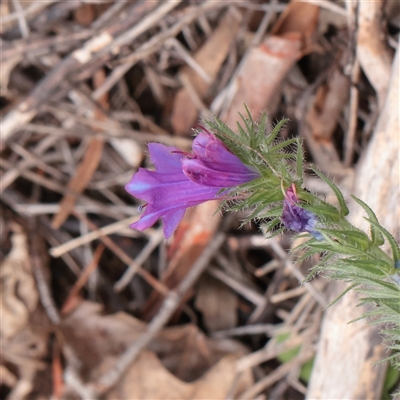 Echium plantagineum (Paterson's Curse) at Lake George, NSW - 11 Mar 2025 by ConBoekel