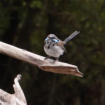 Malurus cyaneus (Superb Fairywren) at Lake George, NSW - 11 Mar 2025 by ConBoekel