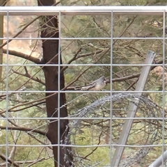 Rhipidura albiscapa (Grey Fantail) at Lake George, NSW - 11 Mar 2025 by ConBoekel
