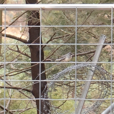 Rhipidura albiscapa (Grey Fantail) at Lake George, NSW - 11 Mar 2025 by ConBoekel