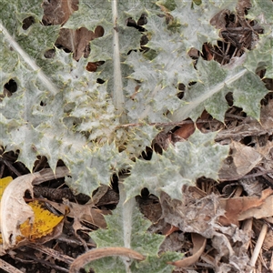 Unverified Other Wildflower or Herb at Lake George, NSW - 11 Mar 2025 by ConBoekel