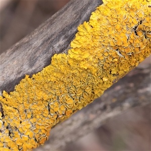 Unverified Lichen at Lake George, NSW - 11 Mar 2025 by ConBoekel