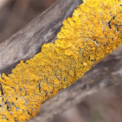 Unverified Lichen at Lake George, NSW - 11 Mar 2025 by ConBoekel