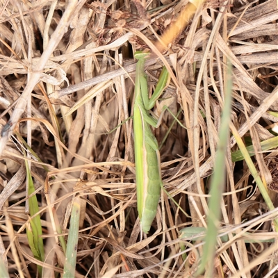 Pseudomantis albofimbriata at Lake George, NSW - 11 Mar 2025 by ConBoekel