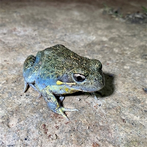 Limnodynastes dumerilii at Forde, ACT - 29 Nov 2021 by davidcunninghamwildlife