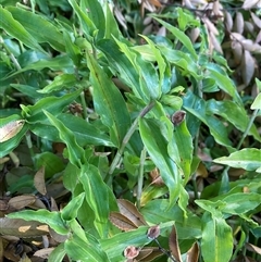 Commelina cyanea at Campbell, ACT - Today by SilkeSma