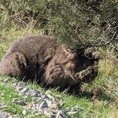 Vombatus ursinus (Common wombat, Bare-nosed Wombat) at Burrungubugge, NSW - 17 May 2025 by MandyandScott