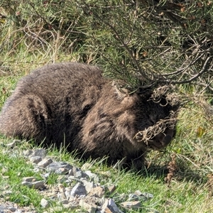 Vombatus ursinus at Burrungubugge, NSW - Today by MandyandScott