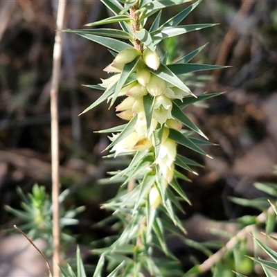 Melichrus urceolatus (Urn Heath) at Wombeyan Caves, NSW - 17 May 2025 by trevorpreston