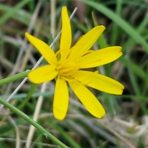 Unverified Daisy at Wombeyan Caves, NSW - Today by trevorpreston